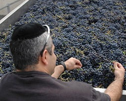 Kosher Wine