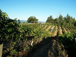 Roma's Vineyard in Mendocino