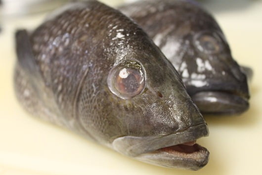 Black Sea Bass: mouth wide open in disbelief when he found out his fate...