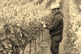 "These are grape vines Mr Tigner.....we make wine from them....."