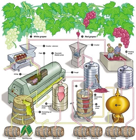 How-to-make-wine